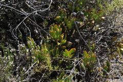 Crassula cultrata
