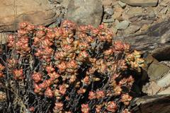 Crassula rupestris rupestris