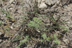 Cryptantha mexicana