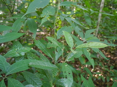 Croton zeylanicus