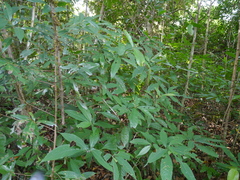 Croton zeylanicus