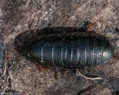 Perisphaerinae