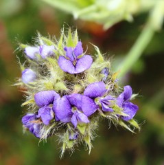 Psoralea sericea