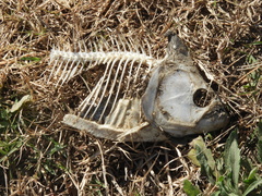 Serrasalmus maculatus