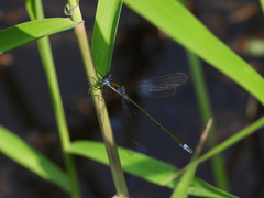 Lestes sponsa