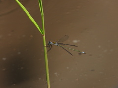 Lestes sponsa