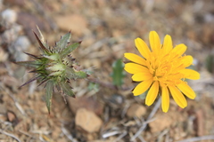 Cuspidia cernua annua