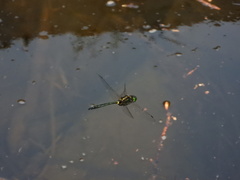 Somatochlora shanxiensis