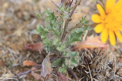 Cuspidia cernua annua