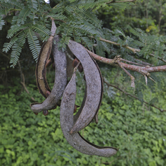 Vachellia grandicornuta