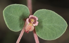 Euphorbia cinerascens