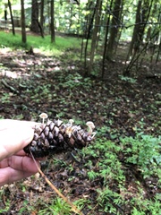 Baeospora
