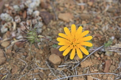 Cuspidia cernua annua