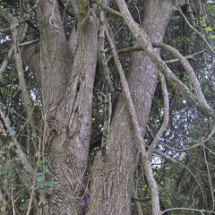 Vachellia grandicornuta