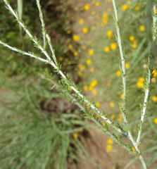 Pentzia globosa