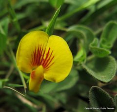 Zornia capensis capensis