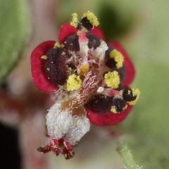 Euphorbia cinerascens