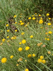 Pentzia globosa