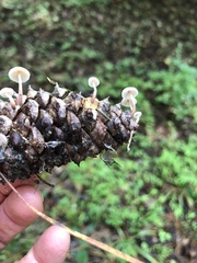Baeospora