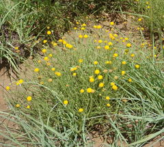Pentzia globosa