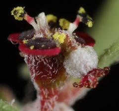 Euphorbia cinerascens