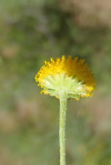 Pentzia globosa
