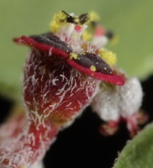 Euphorbia cinerascens