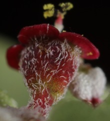 Euphorbia cinerascens