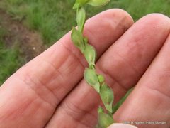 Zornia capensis capensis