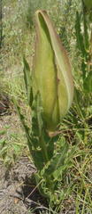 Pachycarpus schinzianus