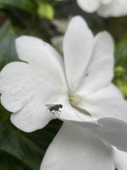 Diptera