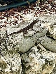 Anolis lineatus
