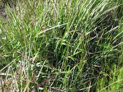 Andropogon appendiculatus