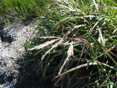 Andropogon appendiculatus