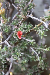 Indigofera obcordata