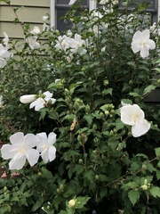 Hibiscus syriacus