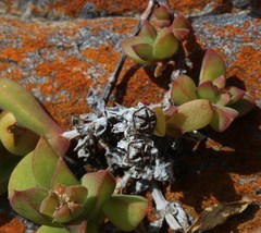 Delosperma patersoniae