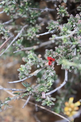 Indigofera obcordata