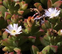Delosperma patersoniae
