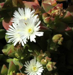 Delosperma patersoniae
