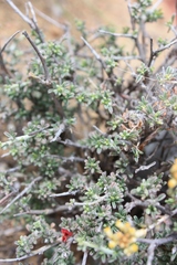 Indigofera obcordata