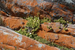 Delosperma patersoniae
