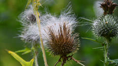 Cirsium vulgare
