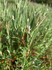 Angiospermae