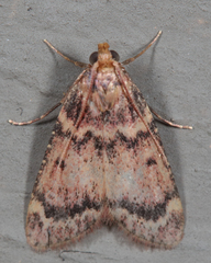 Aglossa disciferalis