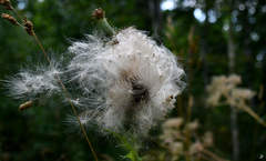 Cirsium vulgare