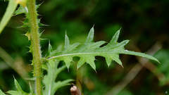 Cirsium vulgare