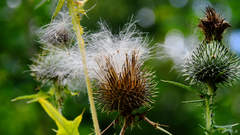 Cirsium vulgare