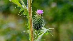 Cirsium vulgare