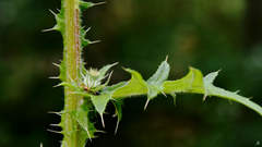 Cirsium vulgare